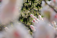花桃