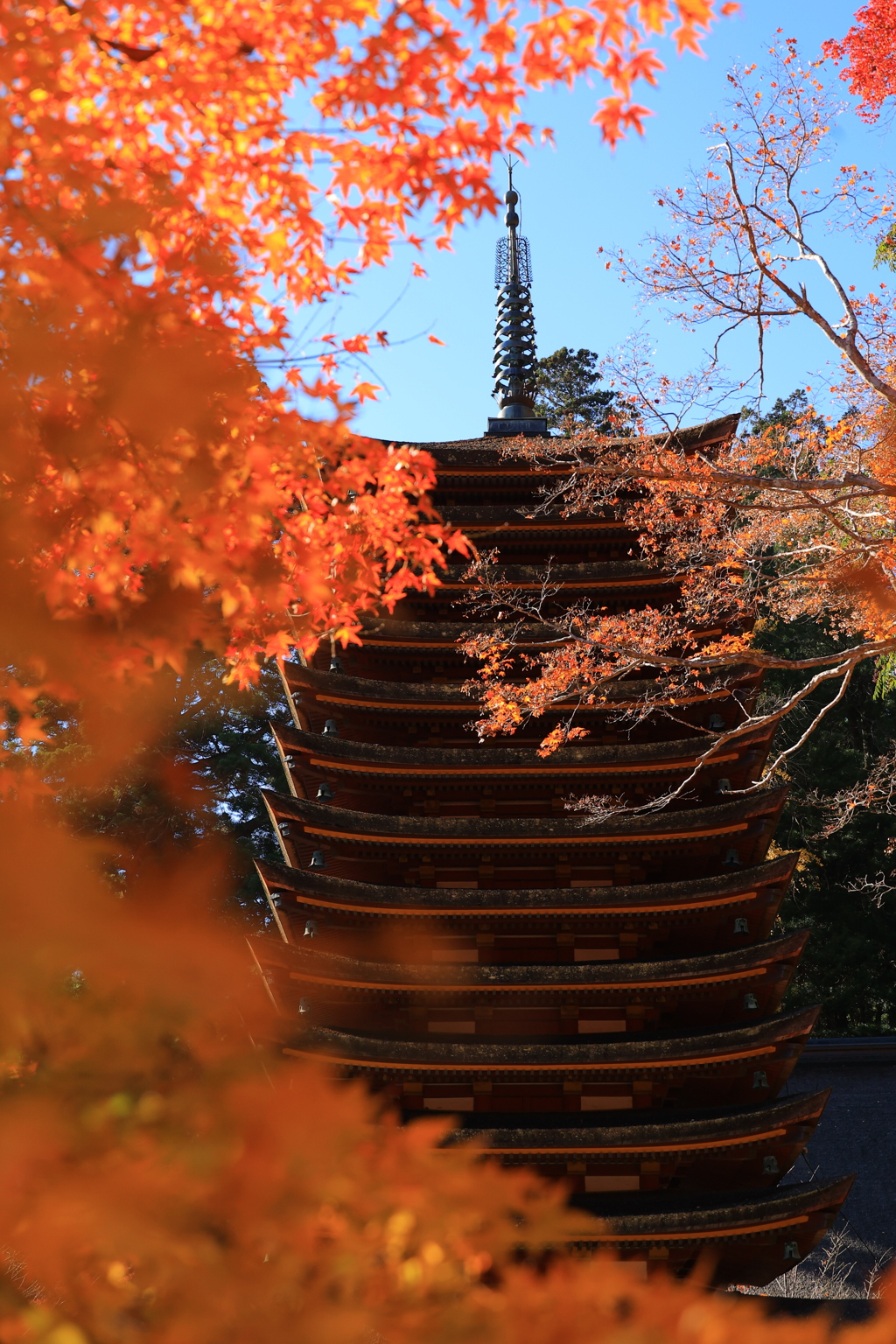 紅葉と塔