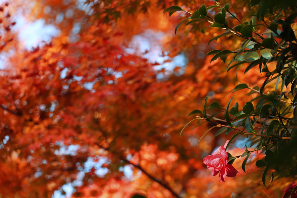 サザンカと紅葉