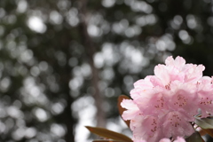 石楠花