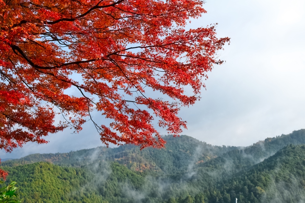 紅葉も朝