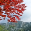 紅葉も朝