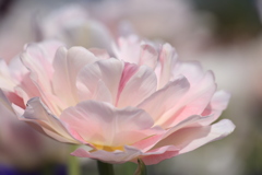Easy pink