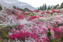 花桃