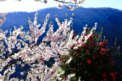 寄り添って