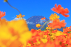 キバナコスモスと富士山