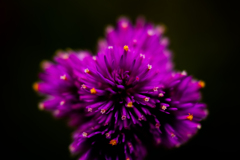 花・花火