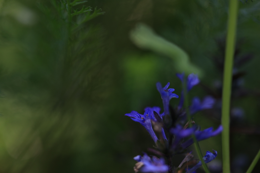 Deep blue