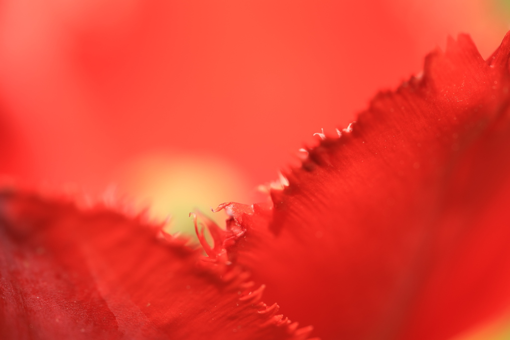 チューリップの花びら