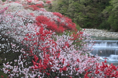 花桃
