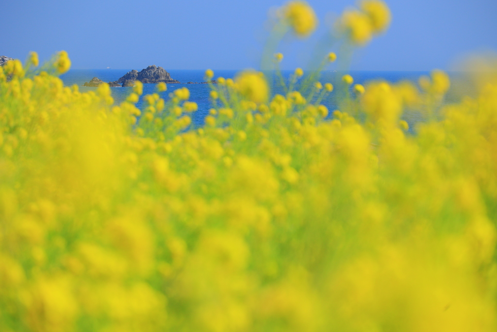 妖精の島