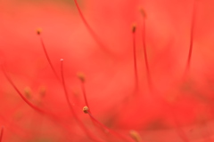 乱立