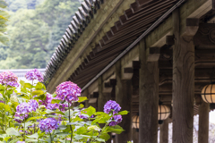 花と回廊
