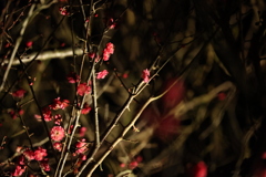 夜梅