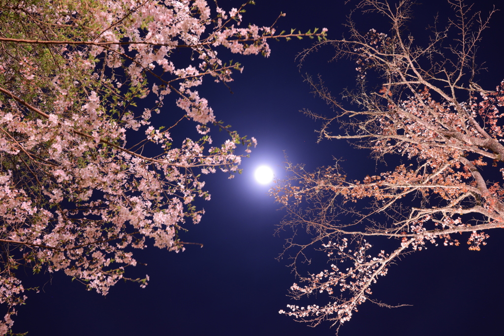 夜桜