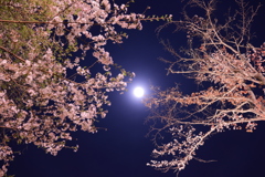 夜桜