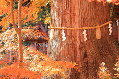 樹齢　年