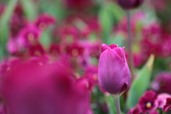 IMG_0061