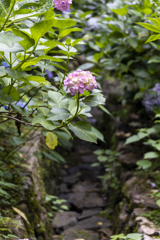 花と水路