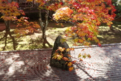 もみじと庭