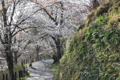 桜坂