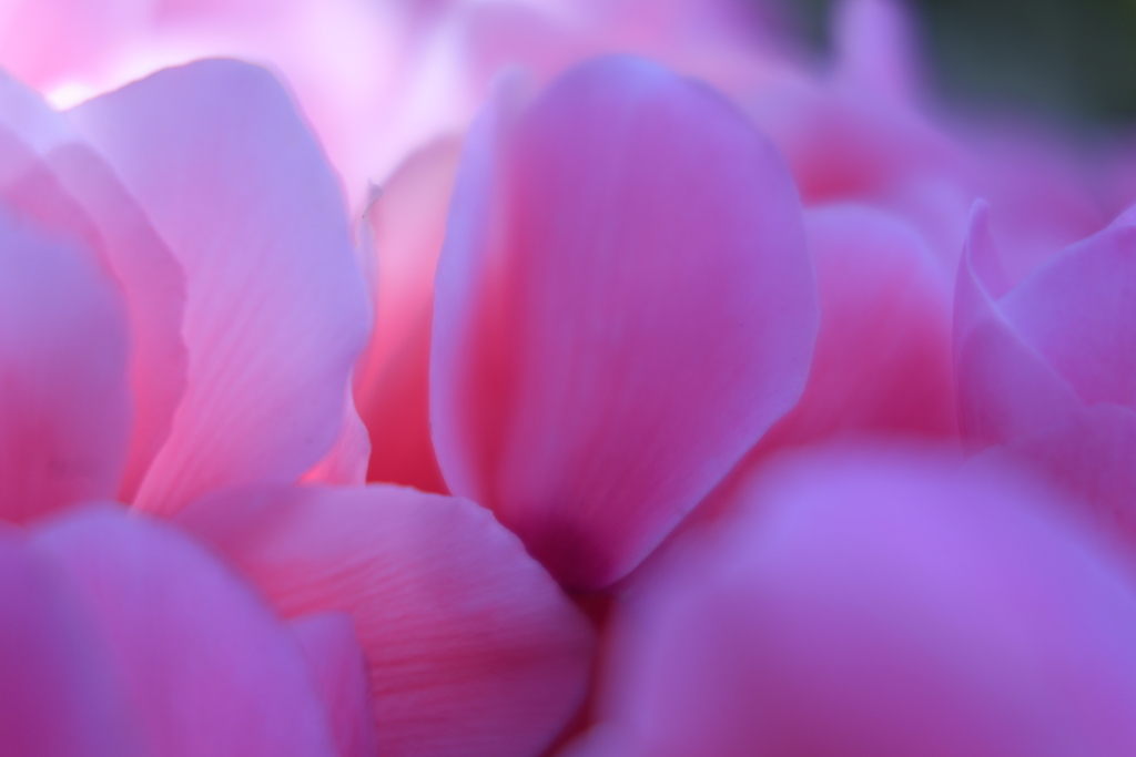 Exotic pink