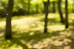 ぶんぶんぶん はちが飛ぶ