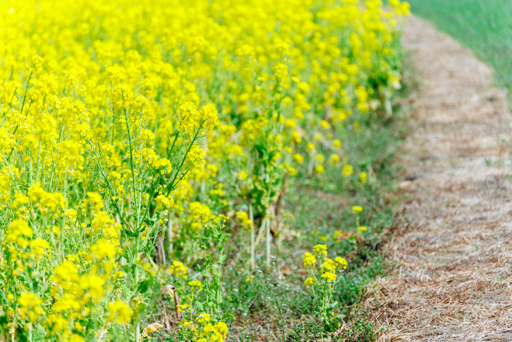 菜の花小路