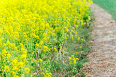 菜の花小路