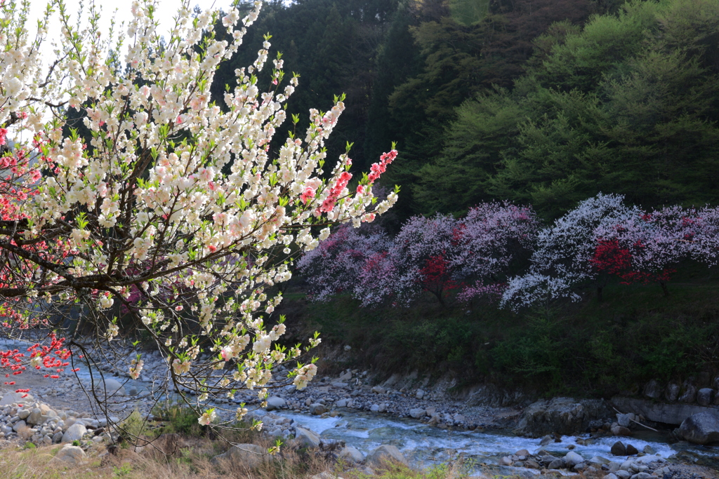 花桃