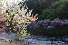 花桃