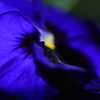 Enchanting blue