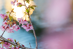 河津桜
