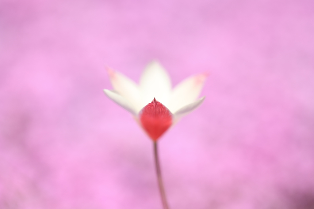 Red petals