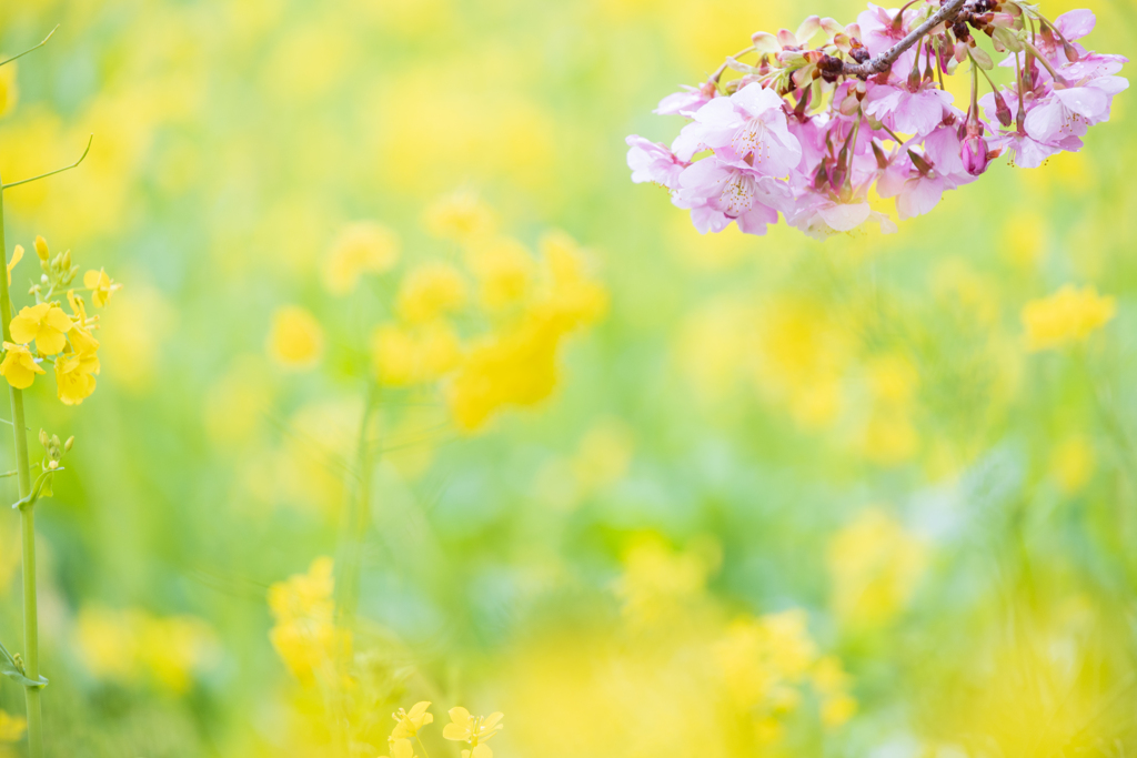 菜の花と桜