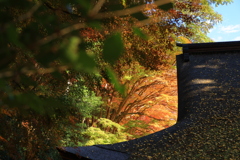 散りばめられた紅葉