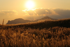 ススキと太陽