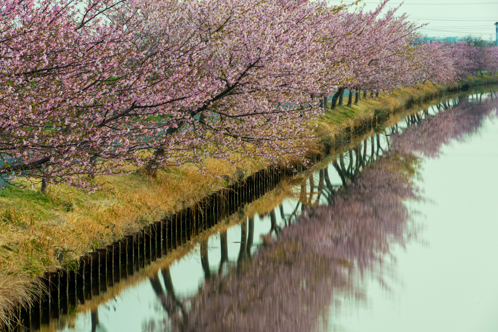 河津桜