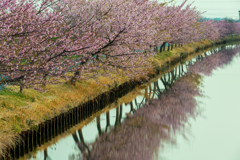 河津桜