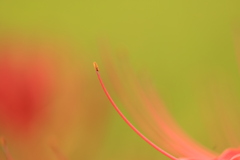 一本