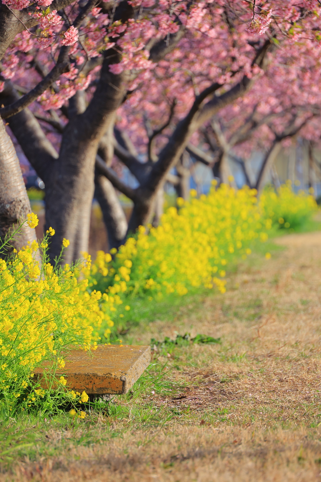 spring chair