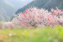 花桃