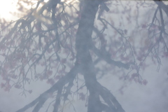 石に映る
