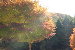 降りそそぐ光