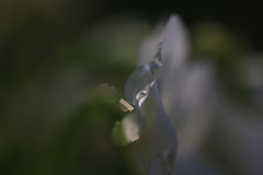 揺れる光