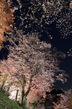 夜桜
