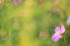 おはよう