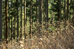 美杉町 森のミツマタ