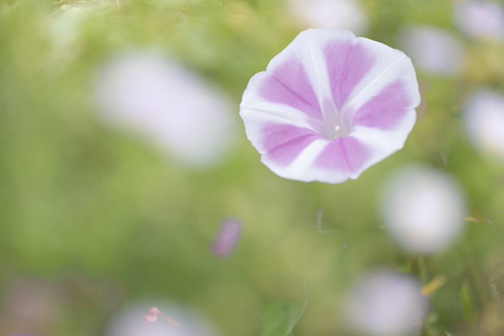 あさがお