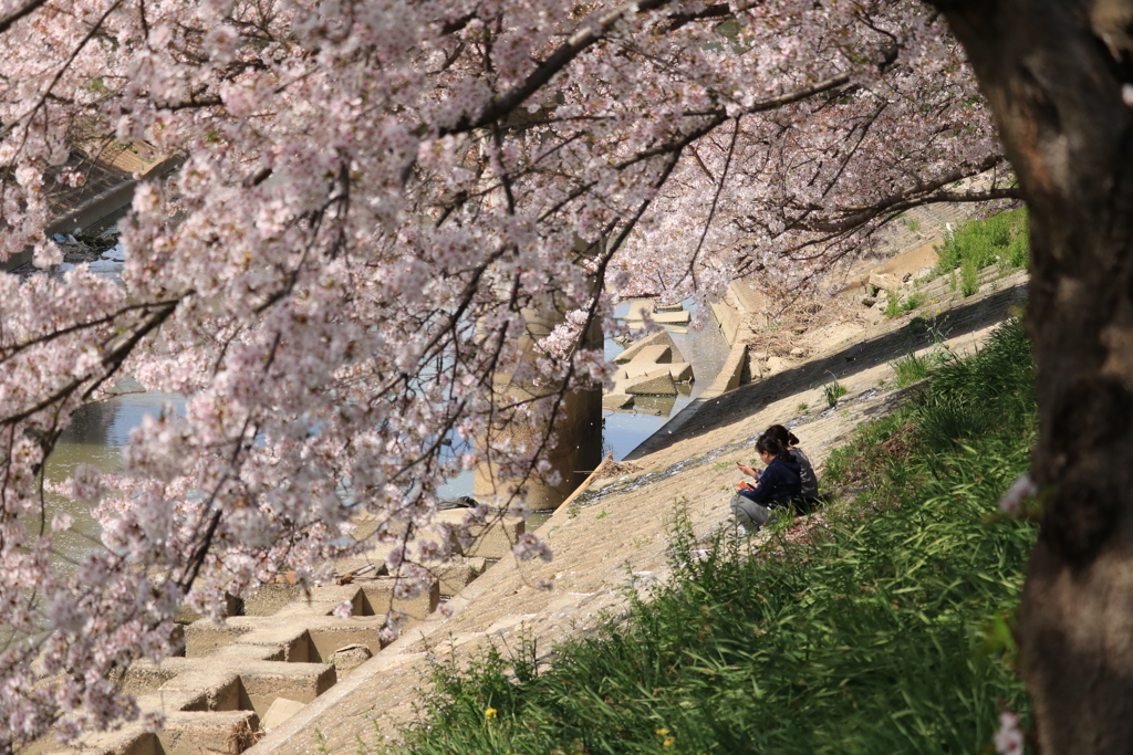 桜下
